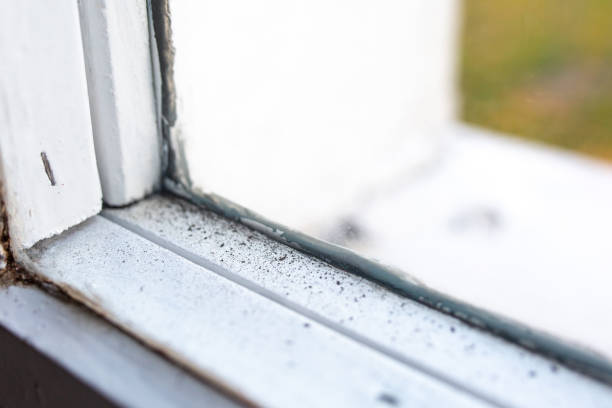 Best Mold Removal for HVAC Installations  in Miramar, FL