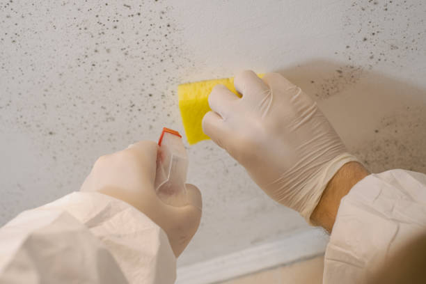 Best Mold Damage Restoration  in Miramar, FL