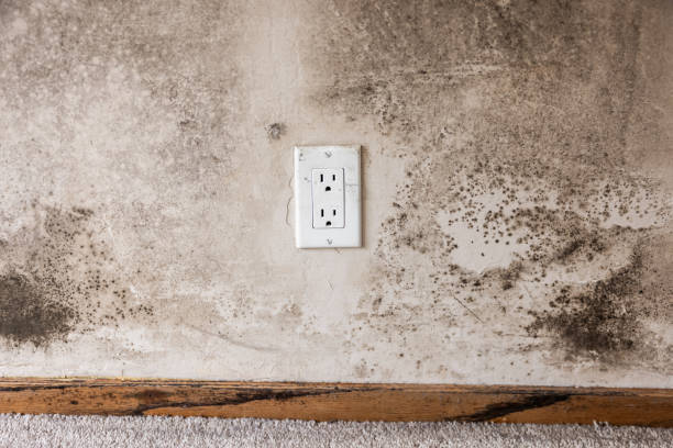 Best Environmental Consulting for Mold Prevention  in Miramar, FL