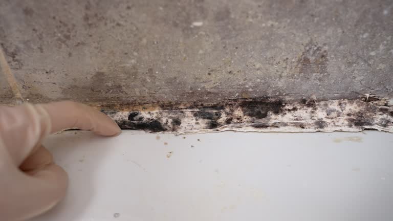 Best Forensic Mold Investigation  in Miramar, FL
